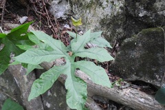 Dorstenia contrajerva