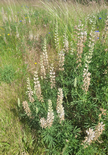 Lupinus albicaulis var. albicaulis