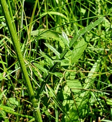 Cirsium tuberosum