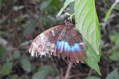 Morpho helenor octavia