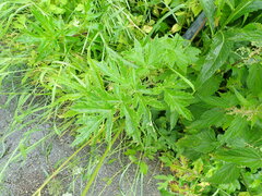 Heracleum sphondylium sibiricum