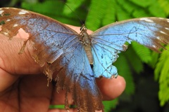 Morpho helenor octavia