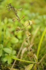 Melampyrum sylvaticum