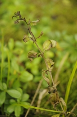 Melampyrum sylvaticum