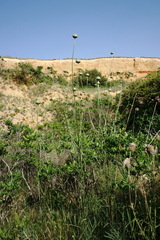 Rhaponticoides taliewii