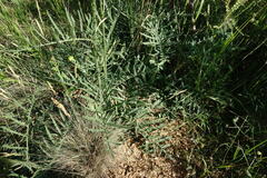 Rhaponticoides taliewii