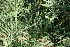 Rhaponticoides taliewii