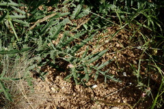 Rhaponticoides taliewii