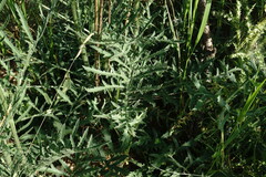 Rhaponticoides taliewii