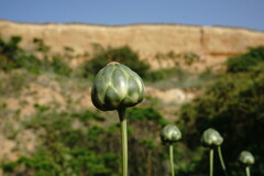 Rhaponticoides taliewii