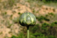 Rhaponticoides taliewii