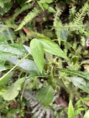 Passiflora cisnana