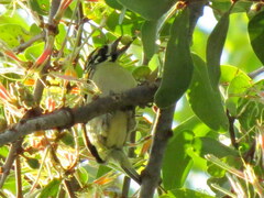 Pogoniulus pusillus