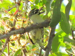 Pogoniulus pusillus