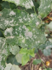 Erysiphe berberidis