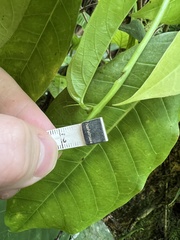 Passiflora ambigua