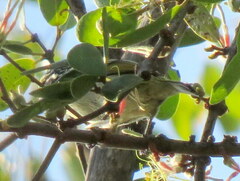 Pogoniulus pusillus
