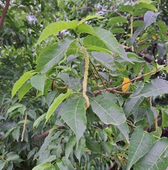 Maclura