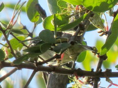 Pogoniulus pusillus