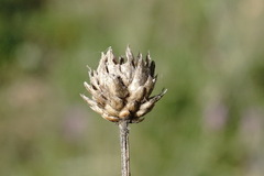Cephalaria uralensis