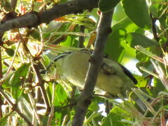 Pogoniulus pusillus