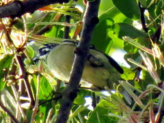 Pogoniulus pusillus