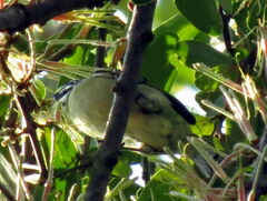 Pogoniulus pusillus