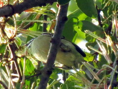 Pogoniulus pusillus