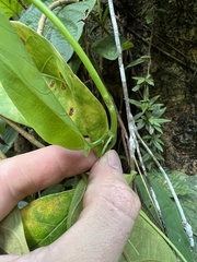 Passiflora ambigua