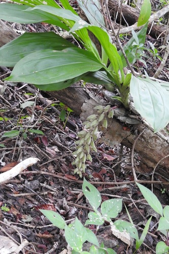 Clowesia russelliana, photograph 3