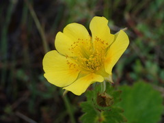 Geum calthifolium