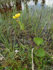 Geum calthifolium