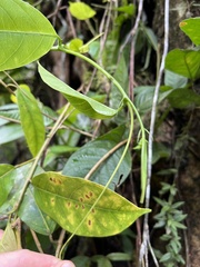 Passiflora ambigua