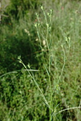 Linum corymbulosum