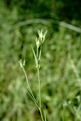 Linum corymbulosum