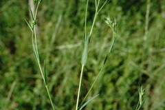 Linum corymbulosum