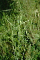 Linum corymbulosum
