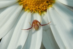 Misumenops rubrodecoratus