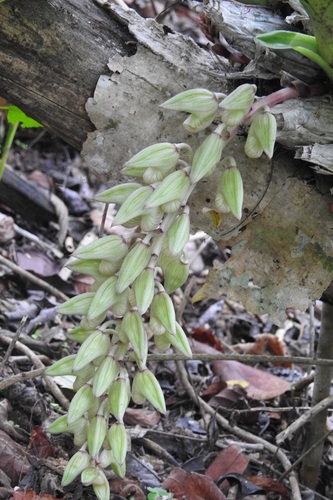 Clowesia russelliana, photograph 4