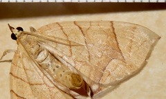 Eulithis gracilineata