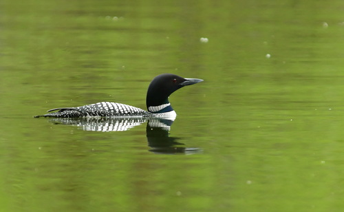 Common Loon