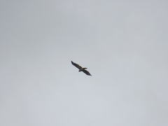 Buteo jamaicensis calurus