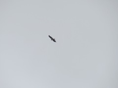 Buteo jamaicensis calurus