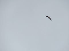 Buteo jamaicensis calurus