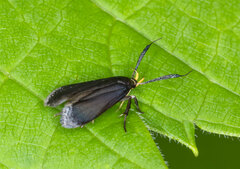 Dichomeris nonstrigella