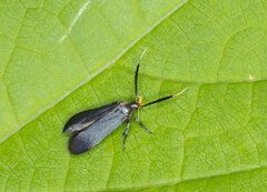 Dichomeris nonstrigella