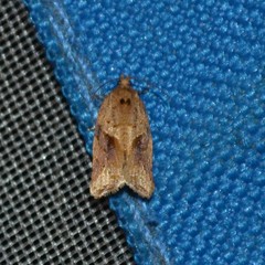 Argyrotaenia ivana
