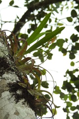 Prosthechea ochracea