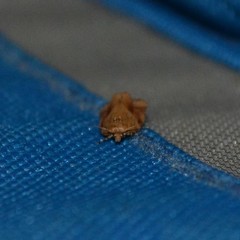 Argyrotaenia ivana