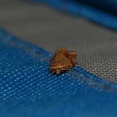 Argyrotaenia ivana
